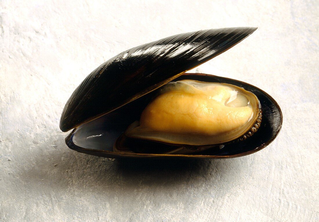 Opened Mussel