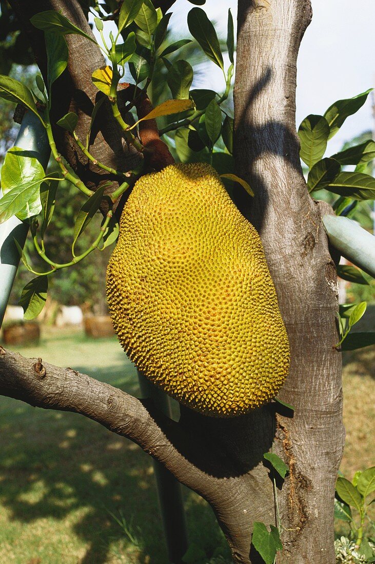 Thai jackfruit