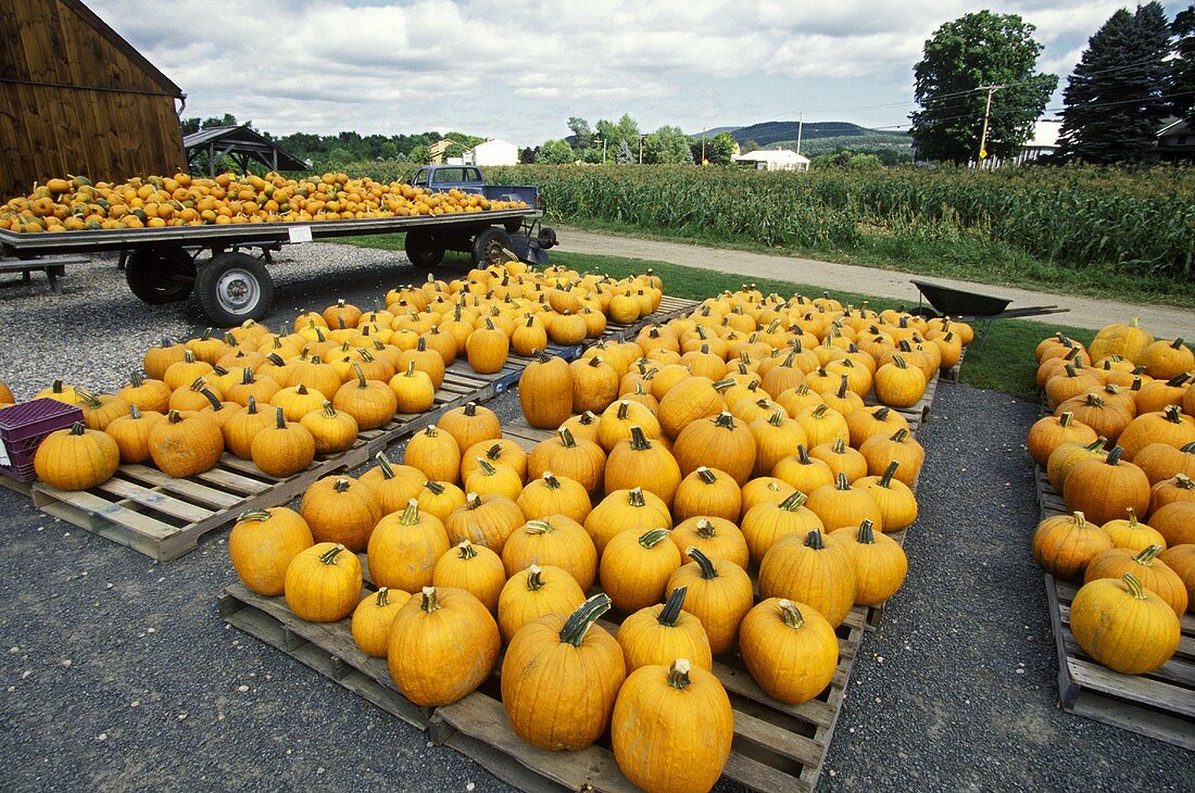 A Very Large Pumpkin Display at a Farm Stand