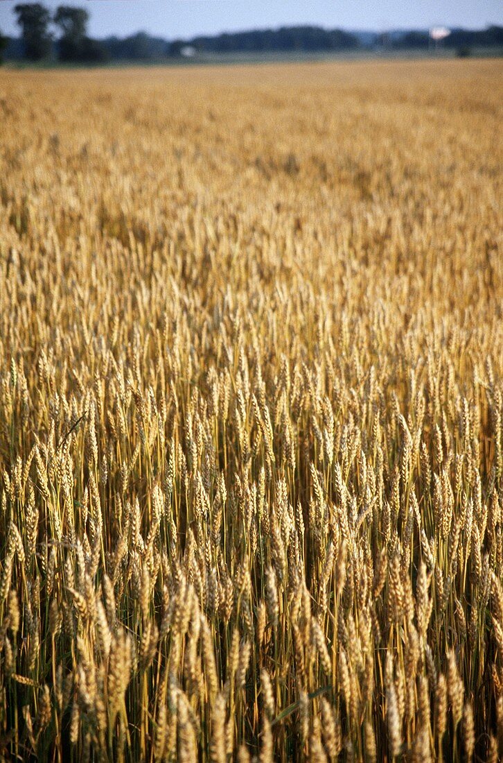 Wheat field