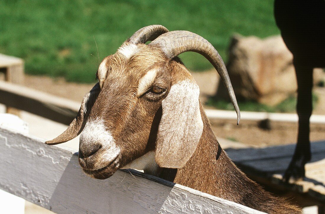 Tan Nubian Milk Goat,Ram, Full Face, Close-Up