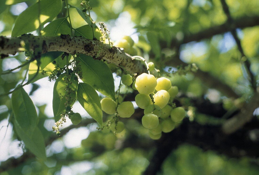 Malaysische Früchte: Gooseberries am Baum