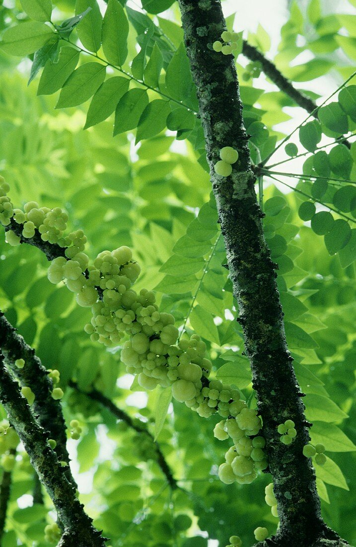 Malaysische Früchte: Gooseberries am Baum