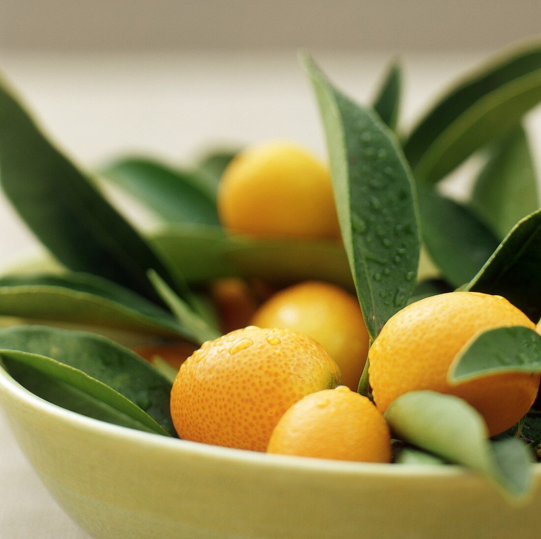 Kumquats mit Blättern in Schale