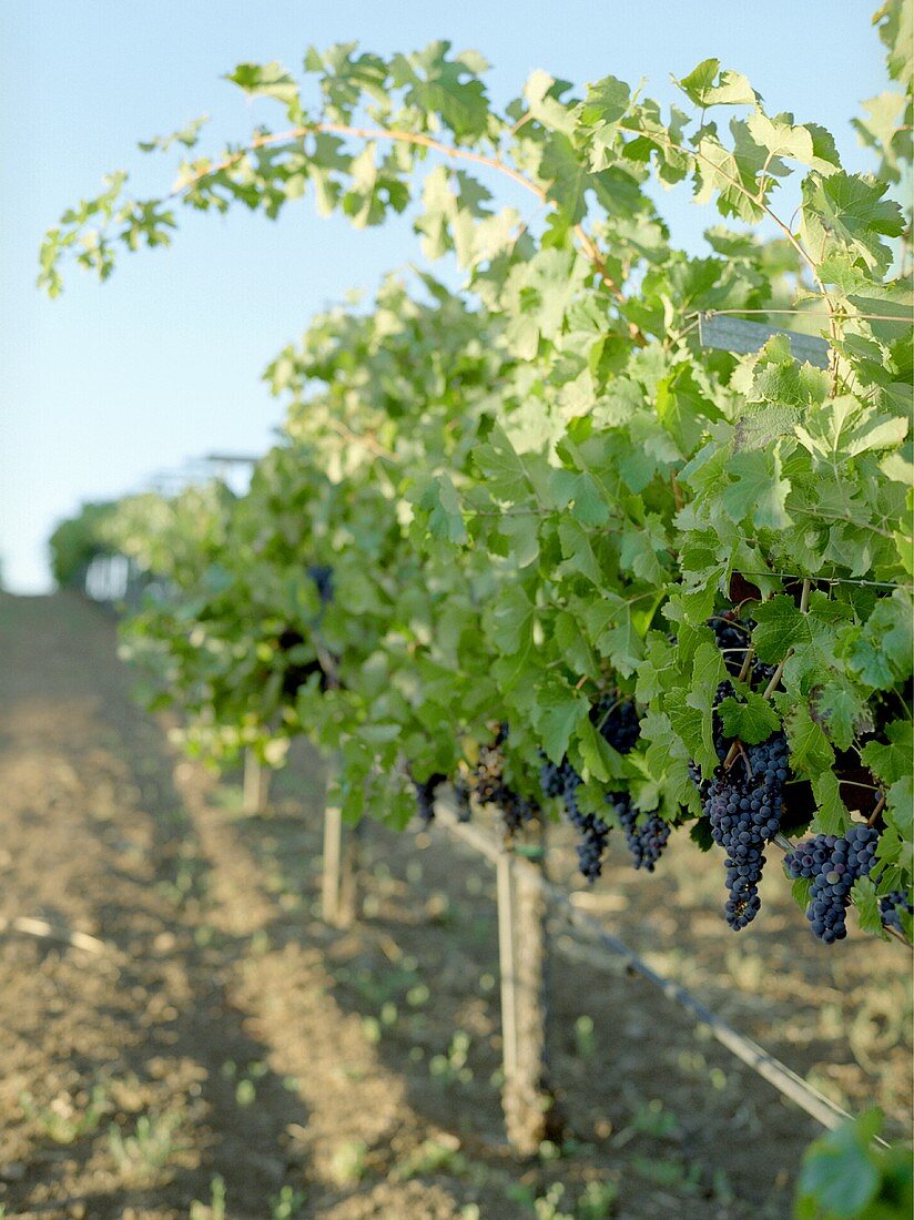 Weinstöcke mit Rotweintrauben