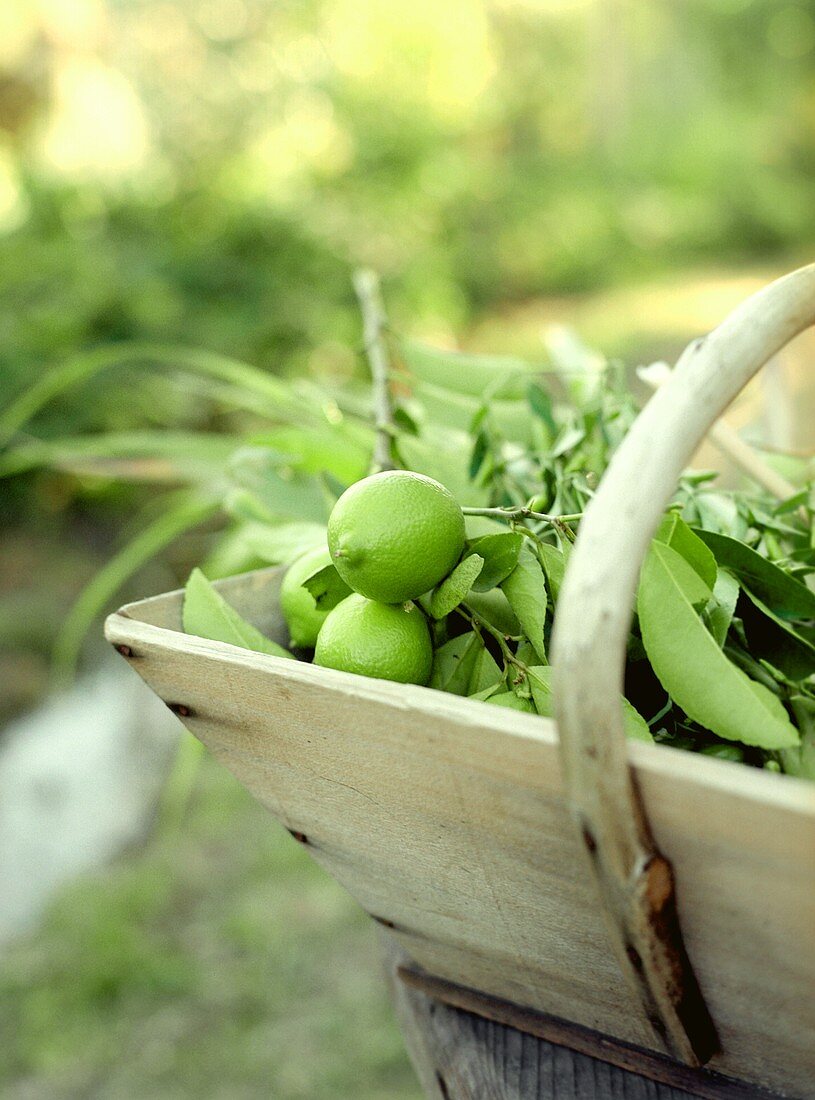 A Wooden Box of Limes with Leaves