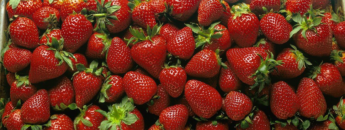 Viele reife Erdbeeren von oben (bildfüllend)