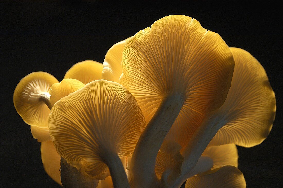 Oyster Mushrooms; Backlit on Black Background