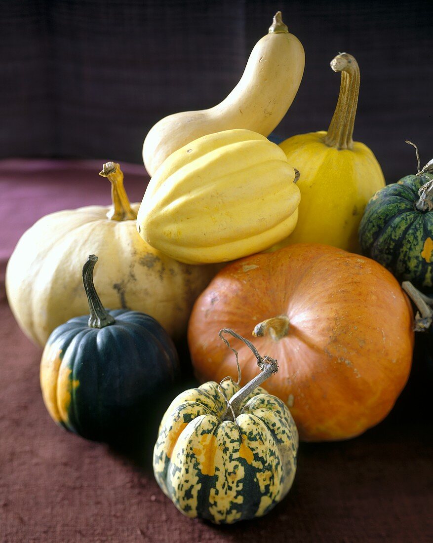Pumpkin still life with edible & ornamental pumpkins & gourds