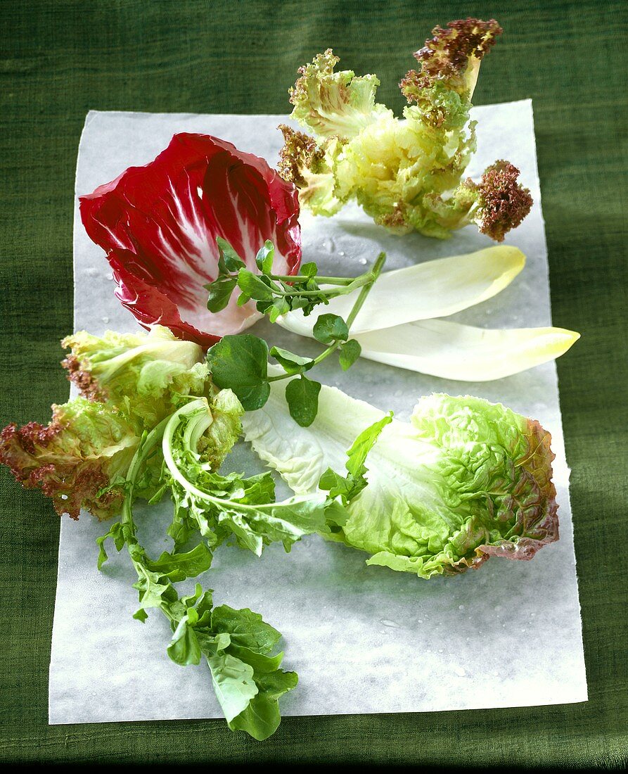 Blätter von verschiedenen Salatsorten auf Pergamentpapier