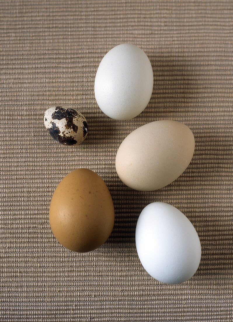 Five different eggs