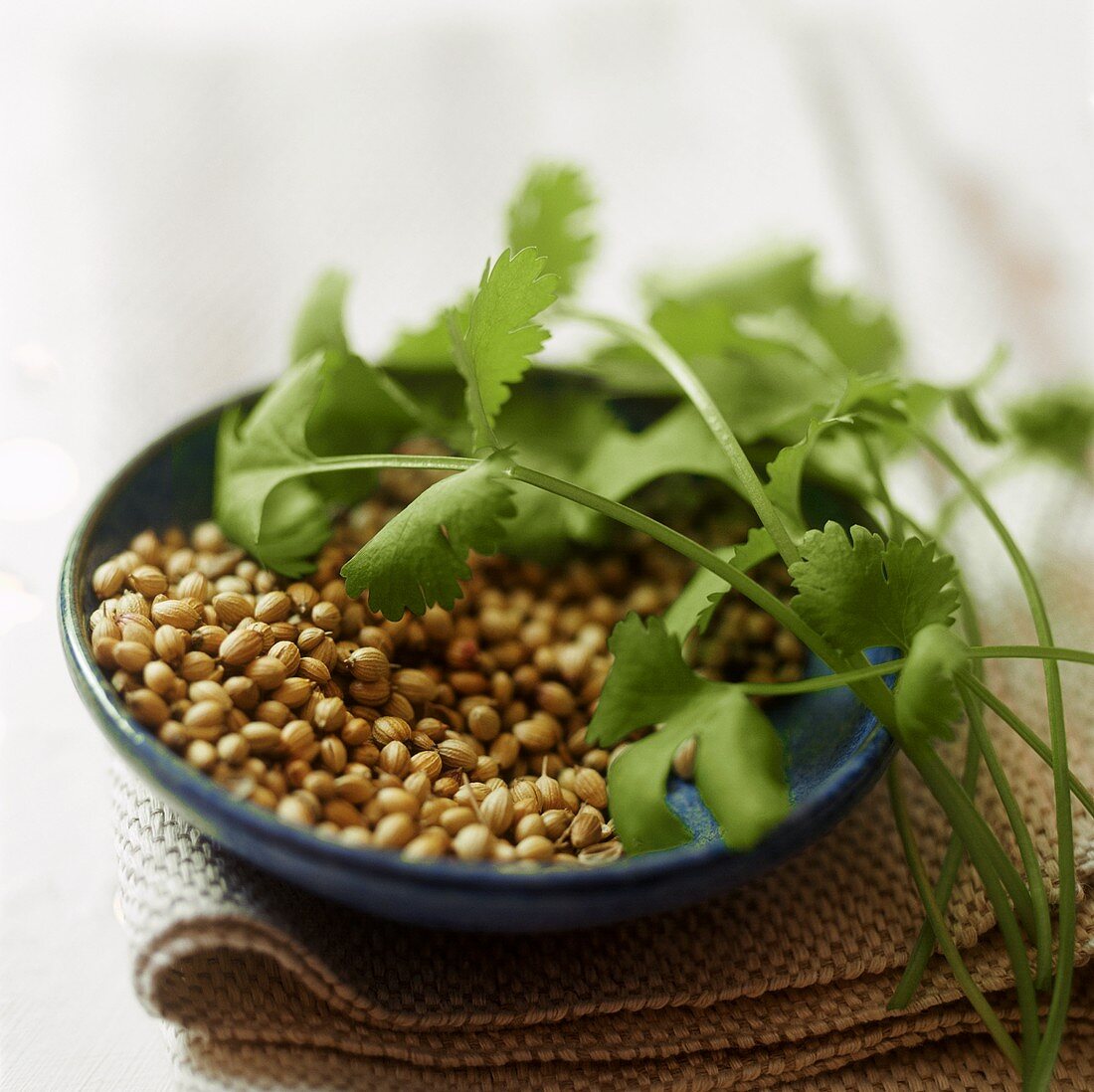 Coriander seeds and leaves