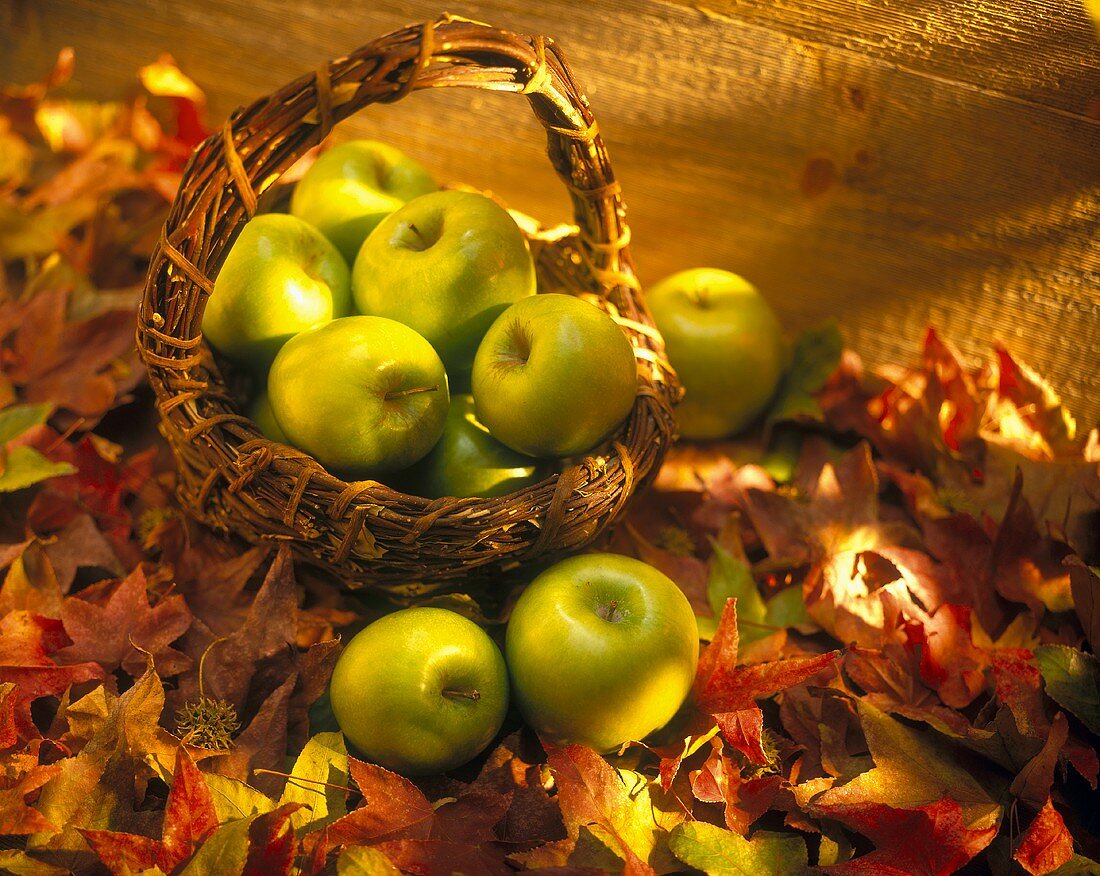 Granny Smith Äpfel im Korb auf herbstlichen Blättern