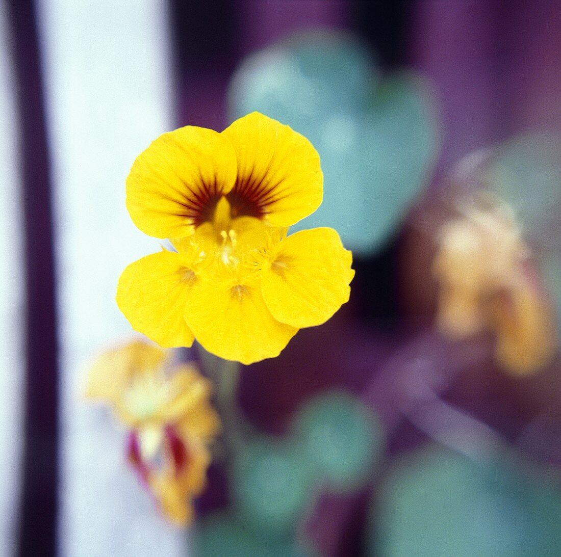 Nasturtiums