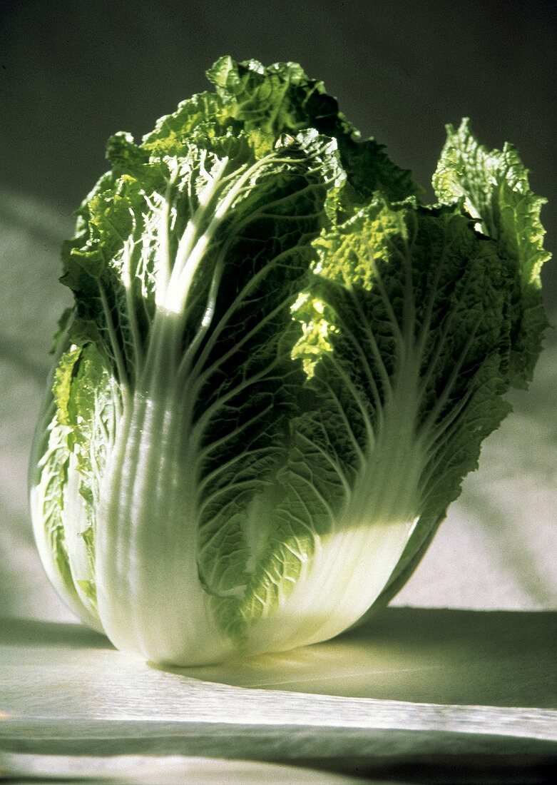 Fresh Head of Chinese Cabbage