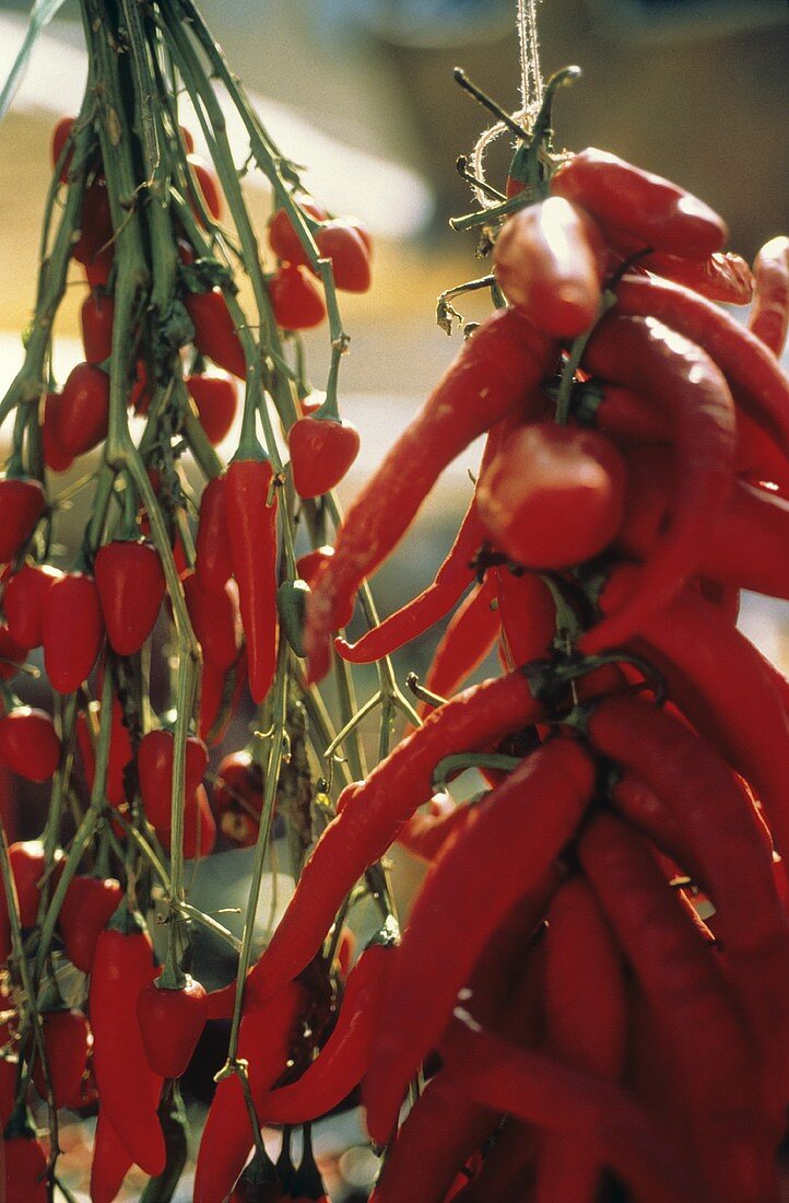 Assorted Chili Peppers Hanging