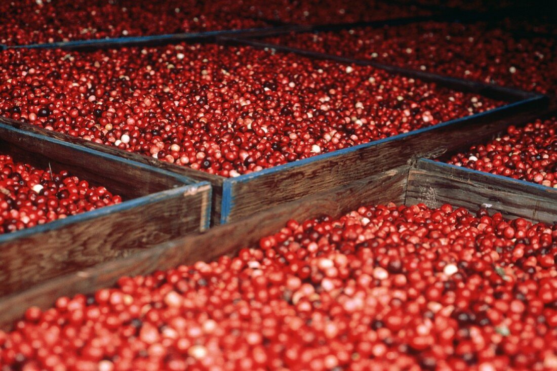 Cranberries in grossen Holzkisten