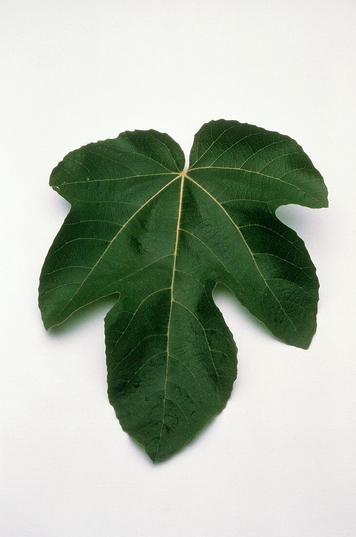 One Fig Leaf