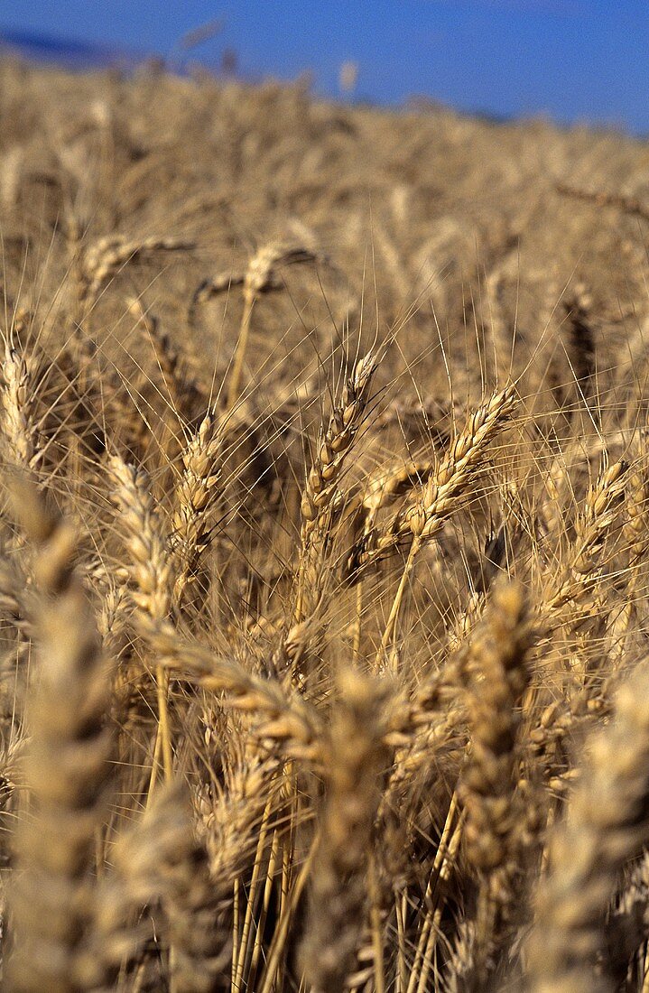 Weizenfeld (Ausschnitt)