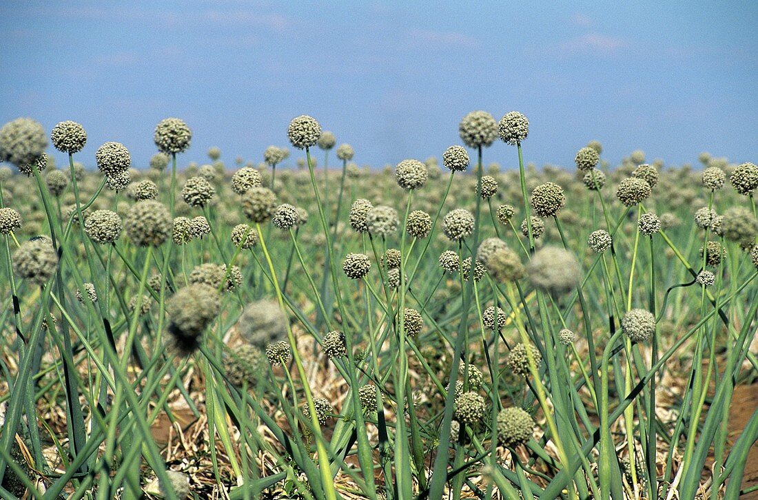 Blühende Zwiebelpflanzen auf dem Feld