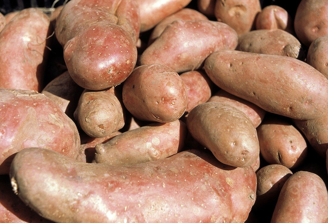 Red Potatoes Freshly Harvested