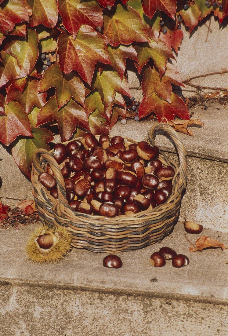 Chestnuts in a Basket with Fall Leaves