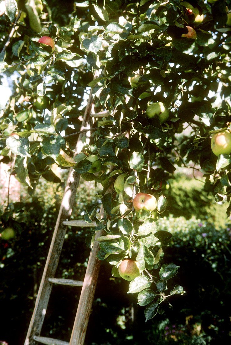 A Ladder in an Apple Tree