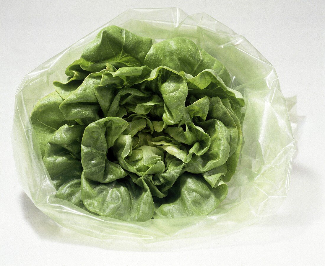 Junger Kopfsalat in Plastikfolie