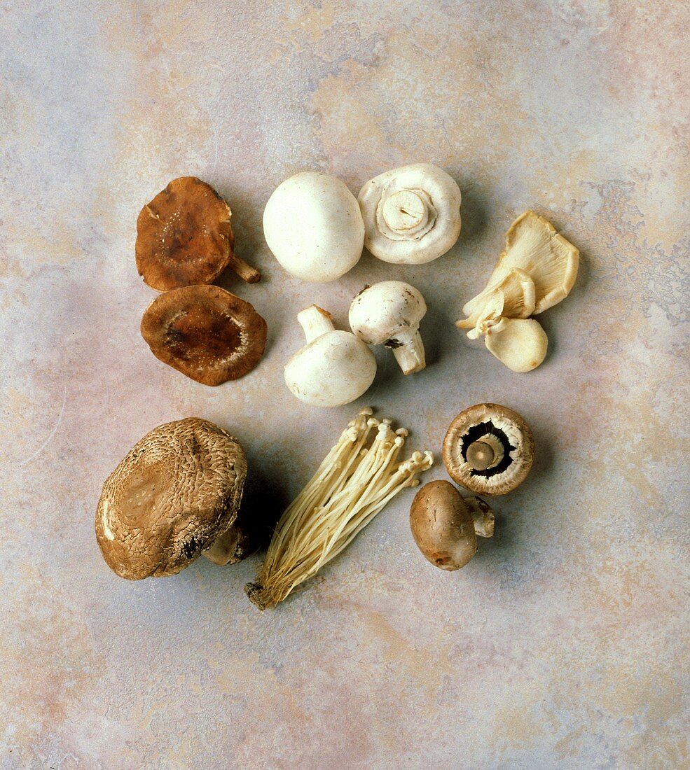Sechs verschiedene Pilzsorten