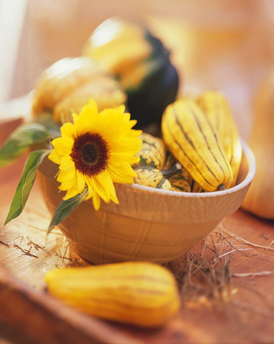 Stillleben mit verschiedenen Kürbissen & Sonnenblume in Schale