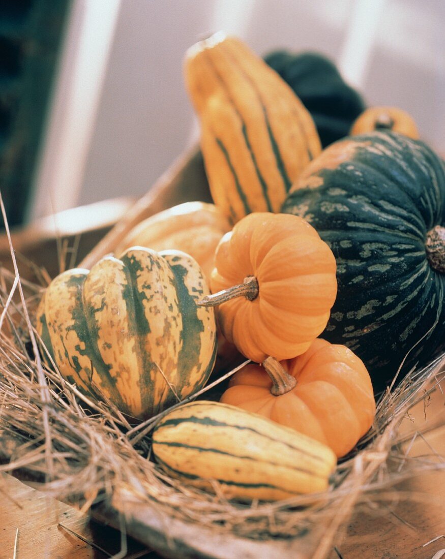 Squash and Gourds on Hay