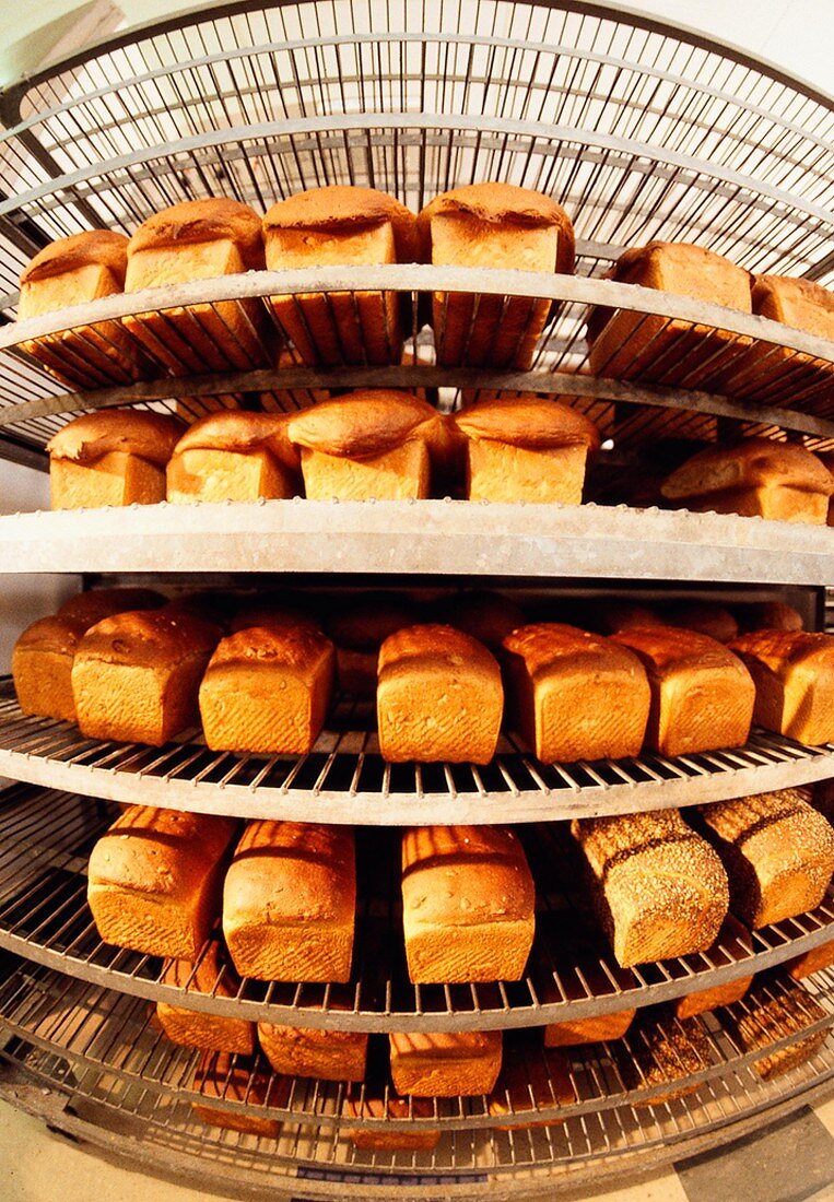 Frische Brotlaibe im Regal einer Bäckerei