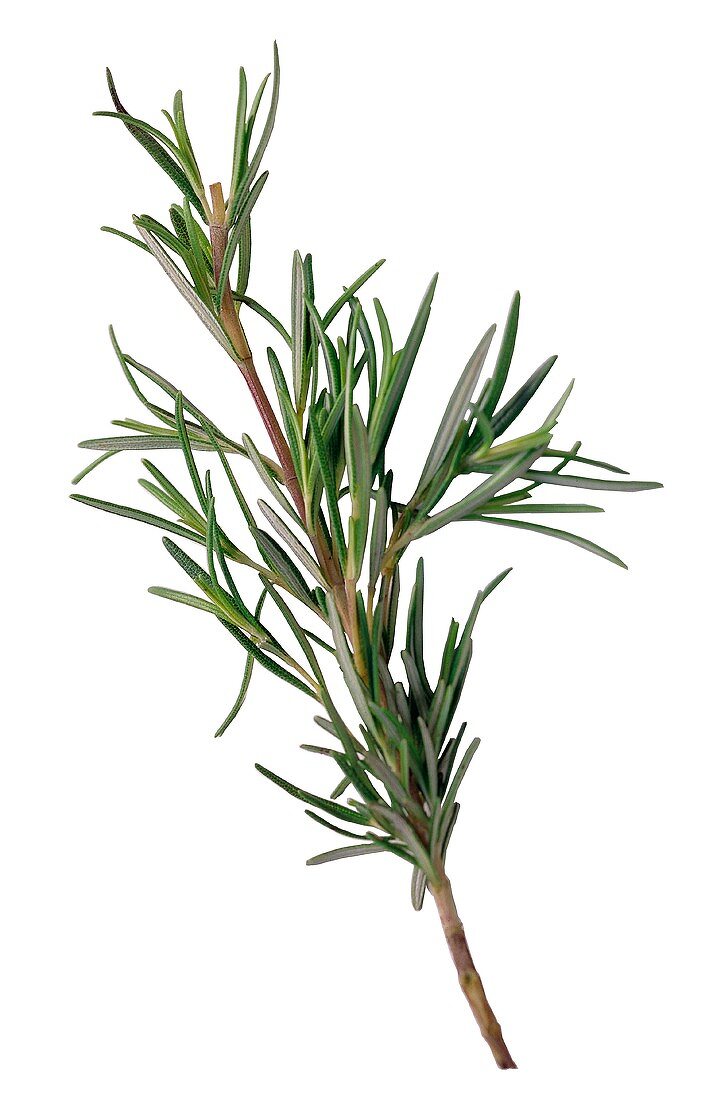 Sprig of Fresh Rosemary