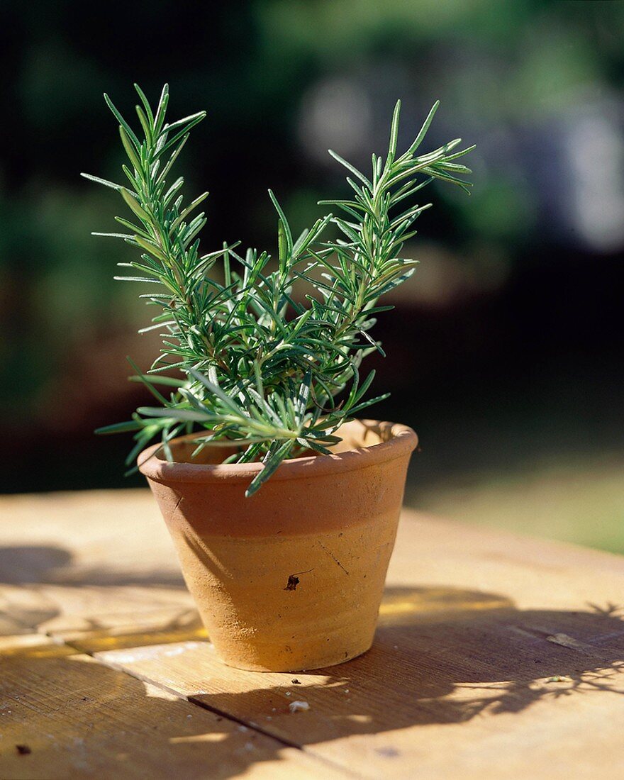 Rosemary in a Pot Outside