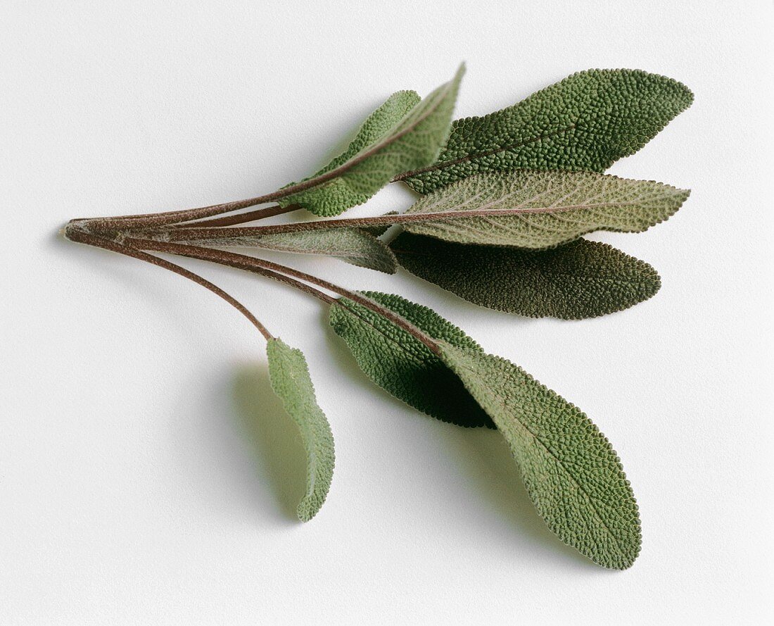 Fresh Bunch of Sage