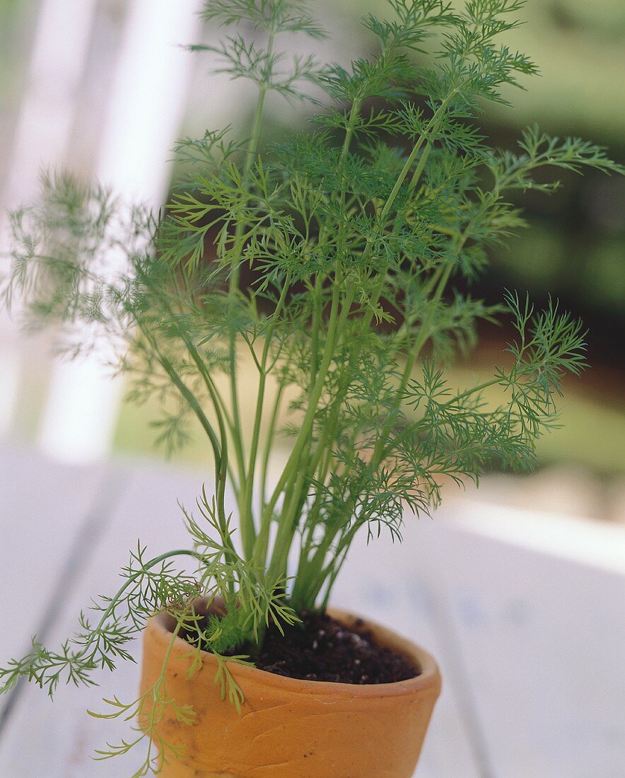 Fresh Dill Growing in a Clay Pot