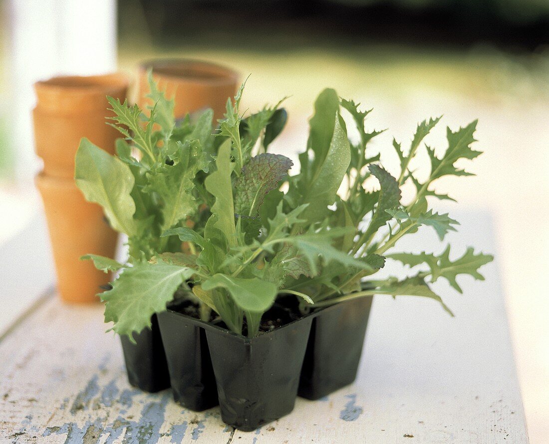 Assorted Lettuce Seedlings