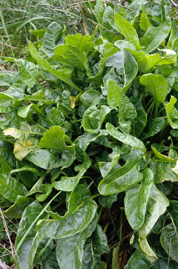 Sea Spinach Growing