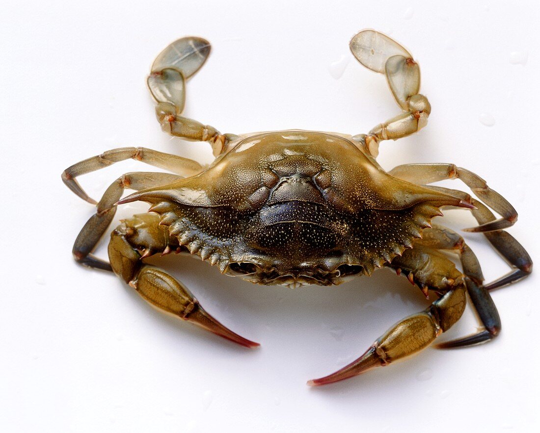 Lebender Krebs (Blaukrabbe, lat.: Callinectes sapidus)