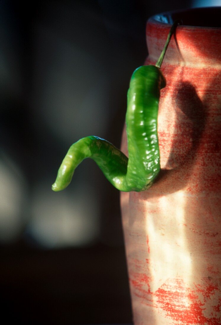 One Long Green Hot Pepper Hanging From a Pot