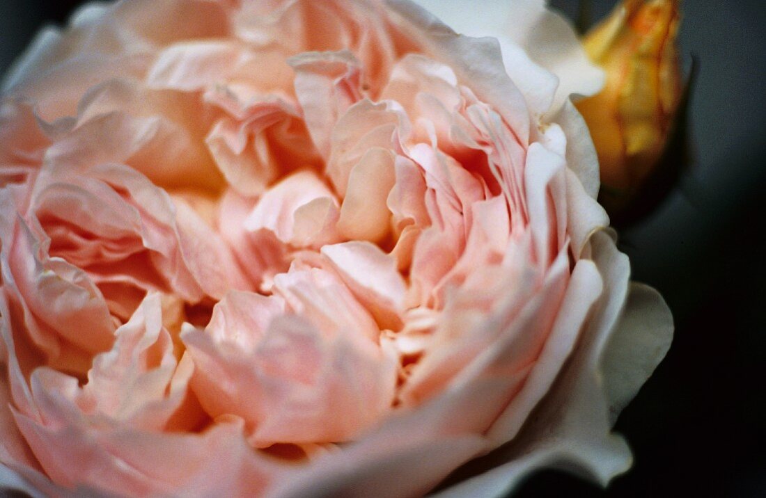 Eine aufgeblühte rosa Rose