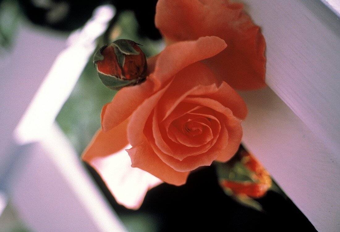 Pink Rose Growing near a Fence