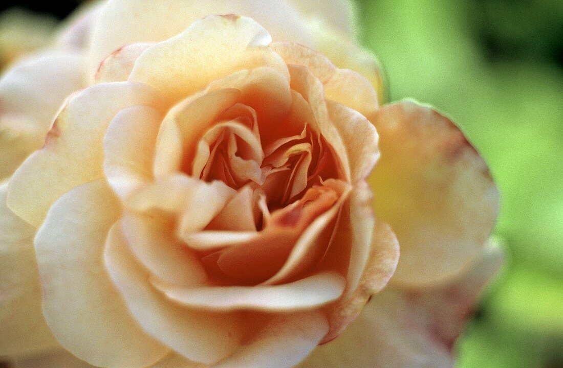 Eine aufgeblühte rosa Rose im Freien