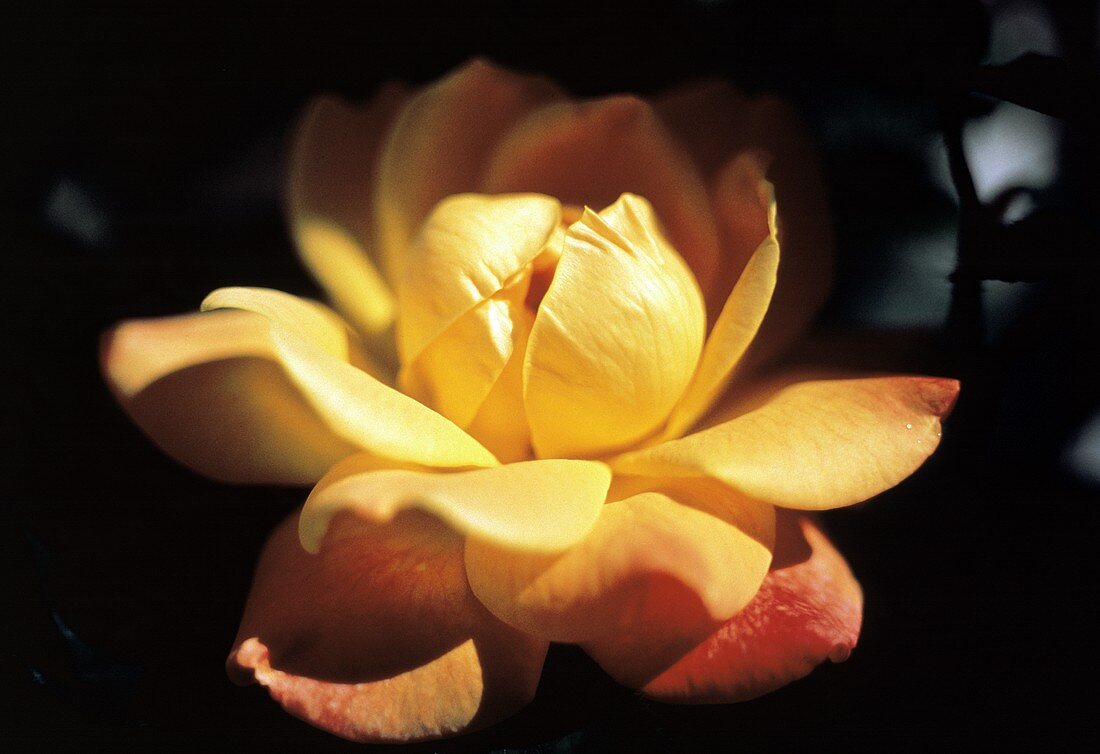 Eine gerade aufgeblühte gelbe Rose im Freien