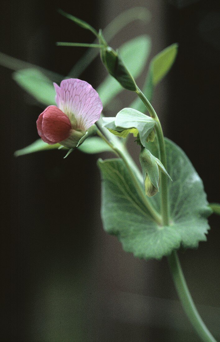 Eine Erbsenblüte an der Pflanze