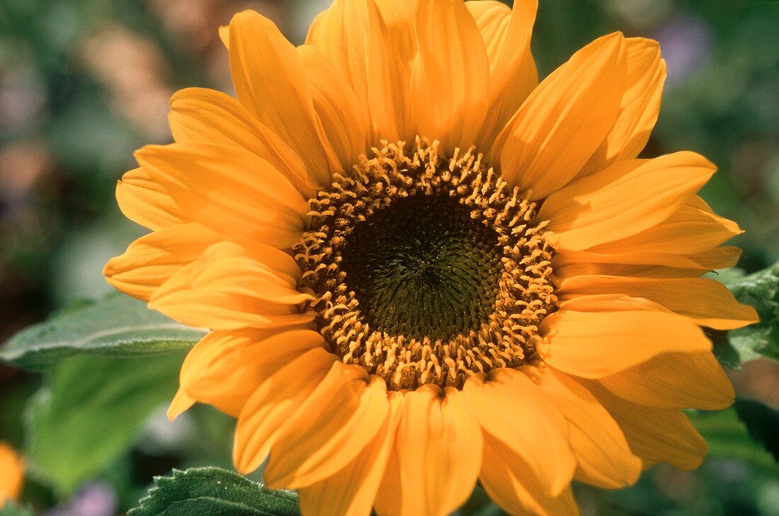 Eine Sonnenblume im Freien