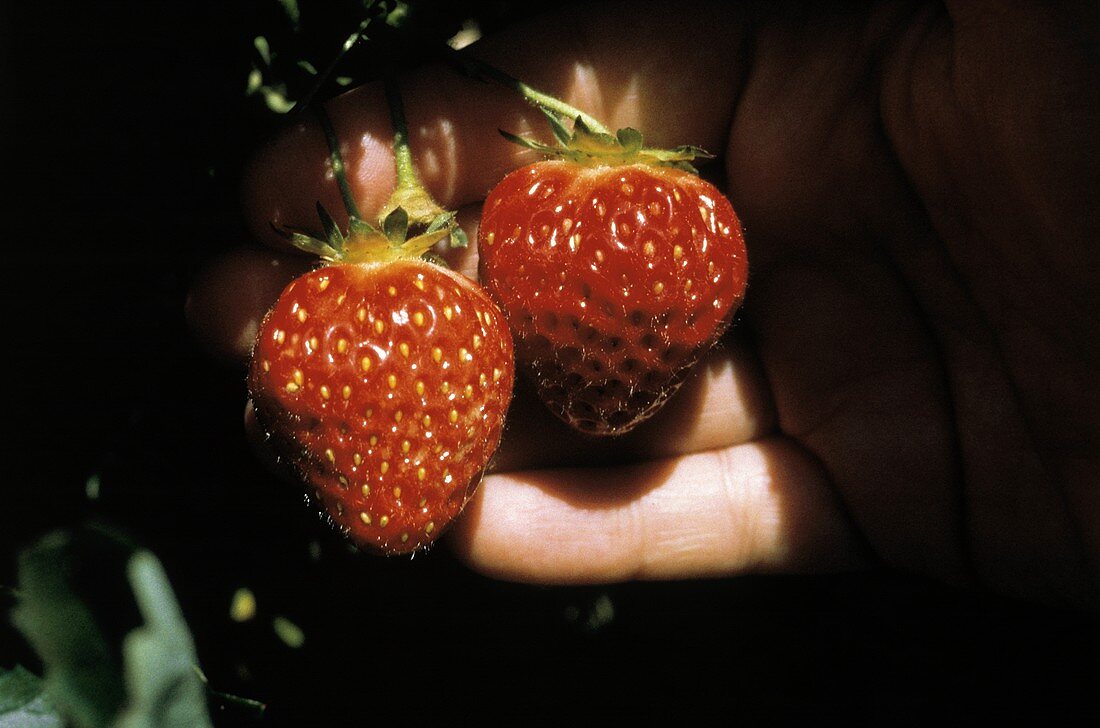 Hand hält zwei Erdbeeren, frisch von der Pflanze