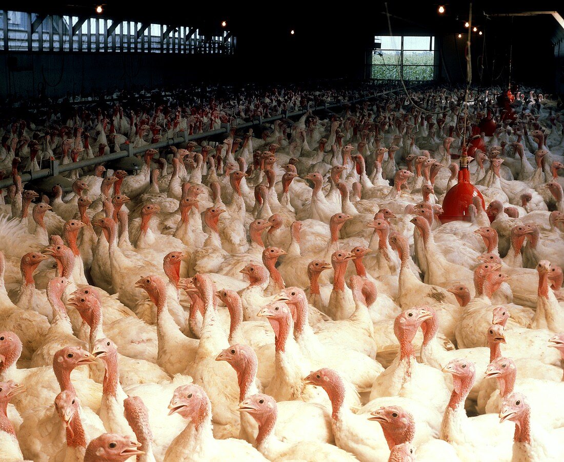 Hundreds of Turkeys in a Barn