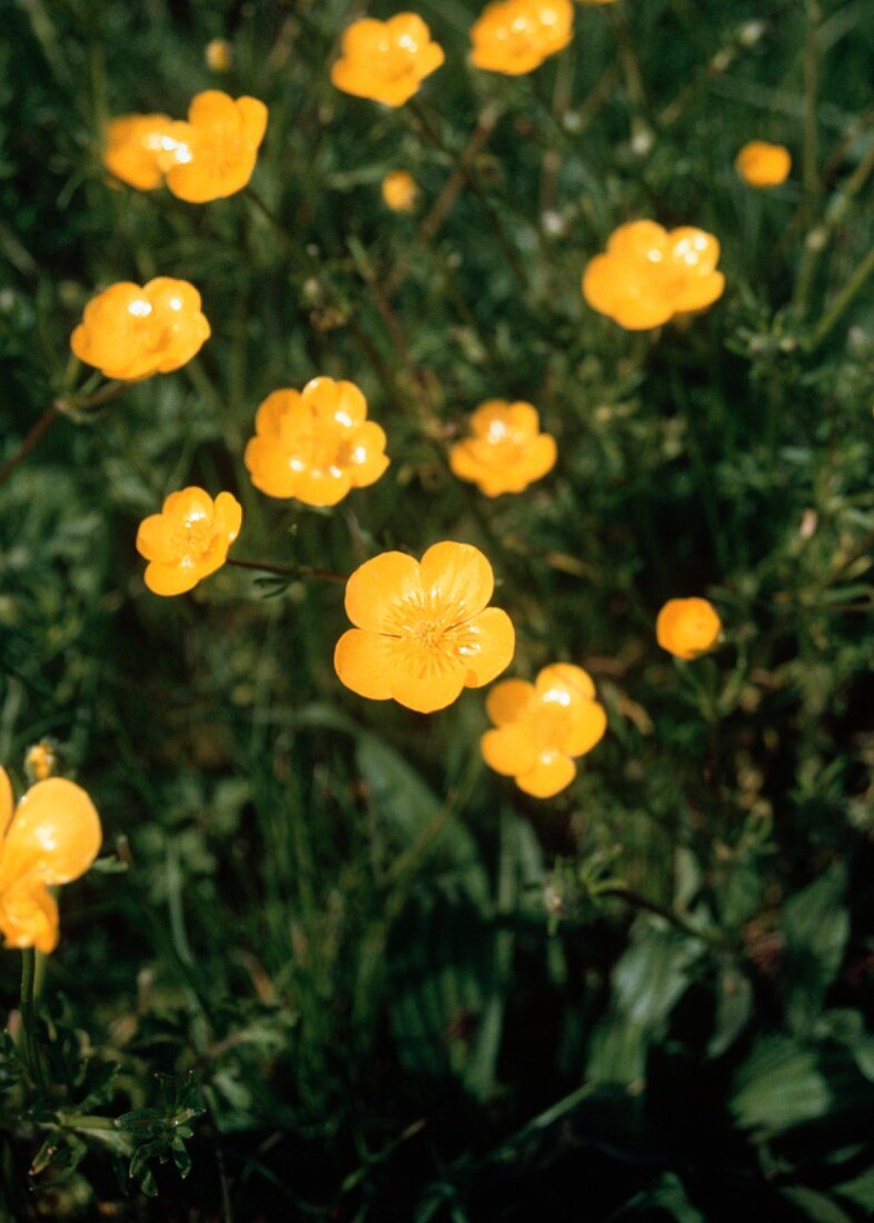 Buttercups Growing Outside