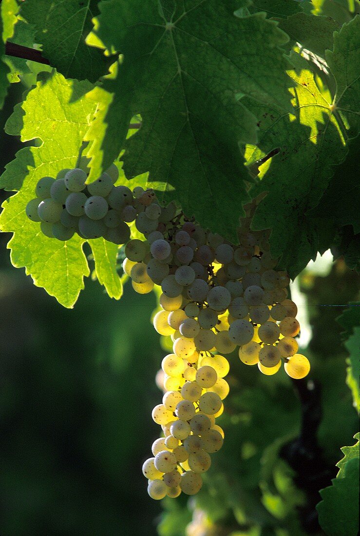 White Grapes on a Vine; Malvasia Trebbiano Albano Tuscany